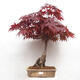 Venkovní bonsai - Acer palmatum Atropurpureum - Javor dlanitolistý červený - 1/7