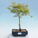 Acer palmatum Aureum - Javor dlanitolistý zlatý - 1/2