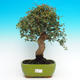 venkovní bonsai Quercus suber - Korkový dub - 1/5