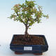Venkovní bonsai-Pyracanta Teton -Hlohyně - 1/3