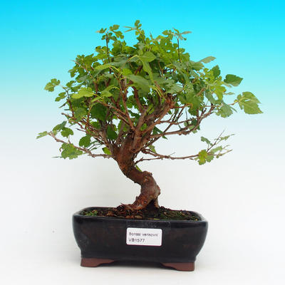 Venkovní bonsai -Morus alba - moruše - 1