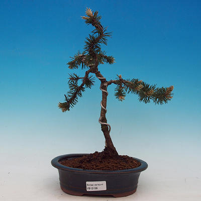 Venkovní bonsai -Borovice kleč VB13158 - 1