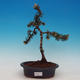 Venkovní bonsai -Borovice kleč VB13158 - 1/2