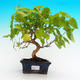Venkovní bonsai -Morus alba - moruše - 1/5