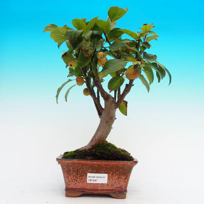 Venkovní bonsai -Malus halliana Maloplodá jabloň - 1