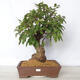 Venkovní bonsai -Malus halliana - Maloplodá jabloň - 1/6