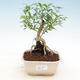 Pokojová bonsai - Serissa foetida - Strom tisíce hvězd - 1/2
