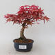 Venkovní bonsai - Javor palmatum DESHOJO - Javor dlanitolistý - 1/5