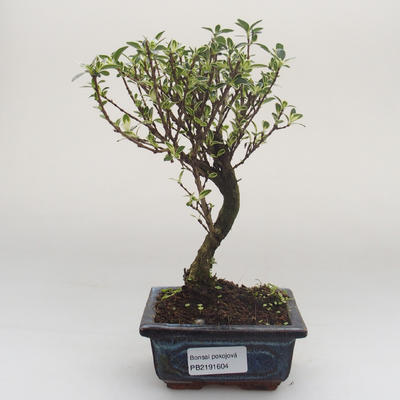 Pokojová bonsai - Serissa foetida Variegata - Strom tisíce hvězd PB2191604 - 1