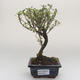 Pokojová bonsai - Serissa foetida Variegata - Strom tisíce hvězd PB2191604 - 1/2