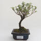 Pokojová bonsai - Serissa foetida Variegata - Strom tisíce hvězd PB2191605 - 1/2
