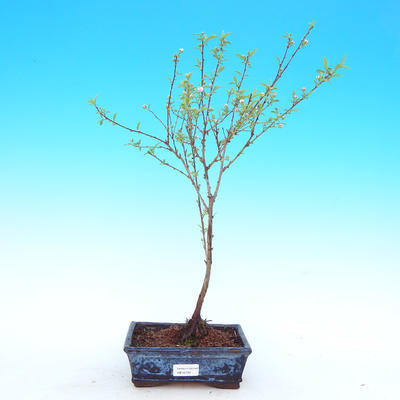 Venkovní bonsai - Japonská sakura - 1