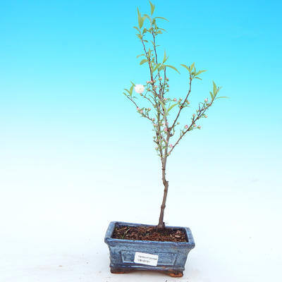 Venkovní bonsai - Japonská sakura - 1