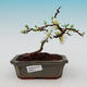 Venkovní bonsai - Chaneomeles japonica - kdoulovec - 1/3