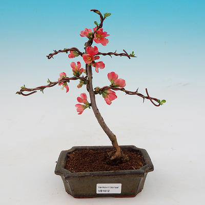 Venkovní bonsai - Chaneomeles japonica - kdoulovec - 1