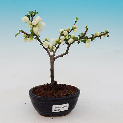 Venkovní bonsai - Chaneomeles japonica - kdoulovec - 1