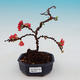 Venkovní bonsai - Chaneomeles japonica - kdoulovec - 1/3