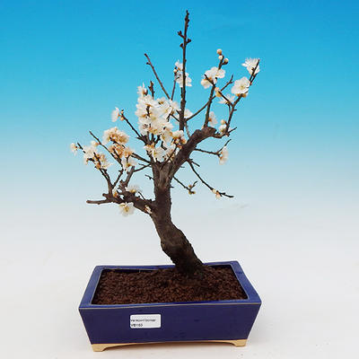 Japonská meruňka - Prunus Mume - 1