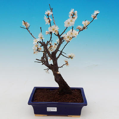 Japonská meruňka - Prunus Mume - 1