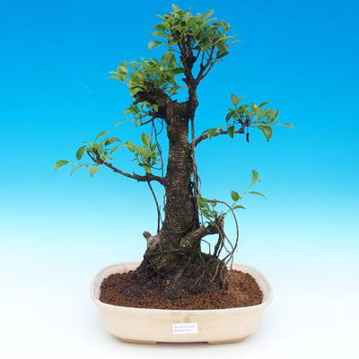 Pokojová bonsai - Ficus retusa - malolistý fíkus - 1