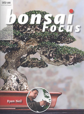 Bonsai focus č.165 - 1