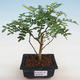 Pokojová bonsai - Zantoxylum piperitum - pepřovník - 1/5