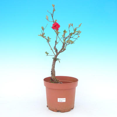 Venkovní bonsai - Chaenomeles Japonica - Kdoulovec japonský - 1