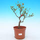 Venkovní bonsai - Chaenomeles Japonica - Kdoulovec japonský - 1/3