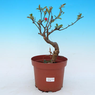 Venkovní bonsai - Chaenomeles Japonica - Kdoulovec japonský - 1