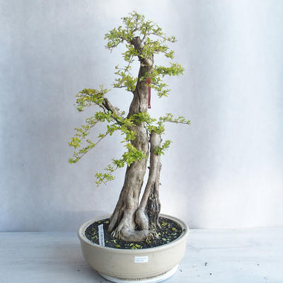 Pokojová bonsai - Duranta erecta aurea - 1