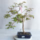 Pokojová bonsai - Australská třešeň - Eugenia uniflora - 1/4