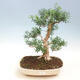 Pokojová bonsai - Buxus harlandii - korkový buxus - 1/2