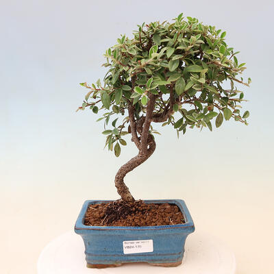 Venkovní bonsai - Cotoneaster Franchetii - Skalník Franchetův - 1