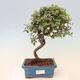 Venkovní bonsai - Cotoneaster Franchetii - Skalník Franchetův - 1/4