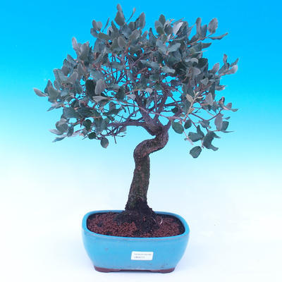 Venkovní bonsai Quercus suber - Korkový dub - 1