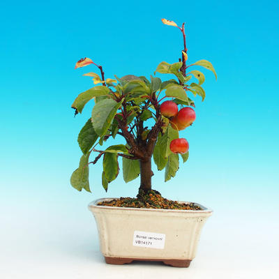 Venkovní bonsai -Maloplodá jabloň VB14171