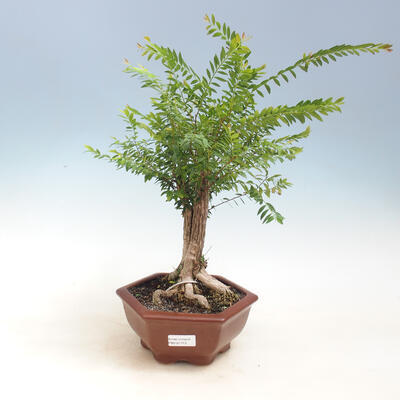 Pokojová bonsai -Phyllanthus myrtifolius- Smuteň