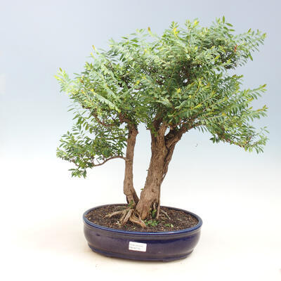Pokojová bonsai -Phyllanthus myrtifolius- Smuteň - 1