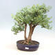 Pokojová bonsai -Phyllanthus myrtifolius- Smuteň - 1/2