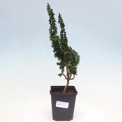 Venkovní bonsai - Cham. obtusa SEKKA HINOKI - Cypřišek - 1
