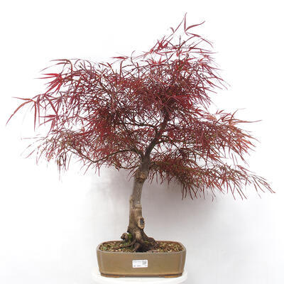 Venkovní bonsai - Javor dlanitolistý - Acer palmatum RED PYGMY - 1