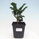 Venkovní bonsai - Cham. obtusa SEKKA HINOKI - Cypřišek - 1/2