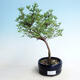 Venkovní bonsai-Mochna křovitá - Potentilla fruticosa Goldfinger - 1/2
