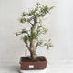 Pokojová bonsai - Fraxinus uhdeii - pokojový Jasan - 1/6