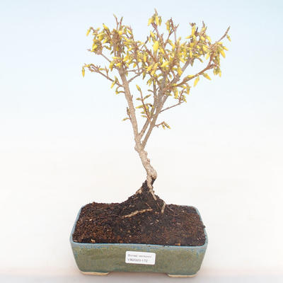 Venkovní bonsai - Zlatice - Forsythia intermedia Week End - 1