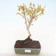 Venkovní bonsai - Zlatice - Forsythia intermedia Week End - 1/2