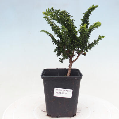Venkovní bonsai - Cham. obtusa SEKKA HINOKI - Cypřišek - 1