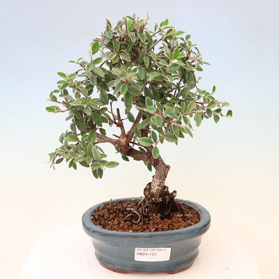 Venkovní bonsai - Cotoneaster Franchetii - Skalník Franchetův - 1