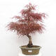 Venkovní bonsai - Javor dlanitolistý - Acer palmatum RED PYGMY - 1/6