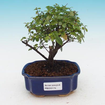 Pokojová bonsai - Sagaretia thea -  Sagerécie čajová - 1